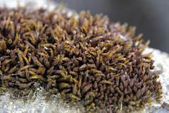 Schistidium frigidum