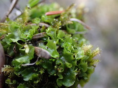 Pellia neesiana