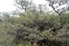 Quercus microphylla