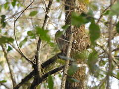 Sittasomus griseicapillus