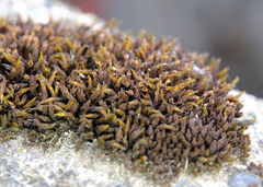 Schistidium frigidum