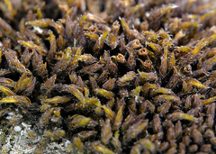 Schistidium frigidum