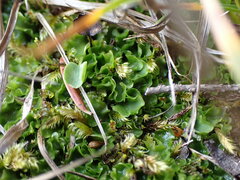 Pellia neesiana