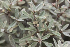 Quercus microphylla