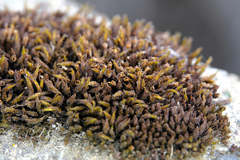 Schistidium frigidum