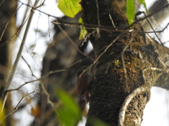 Sittasomus griseicapillus