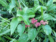 Cissus biformifolia