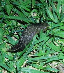 Limacus
