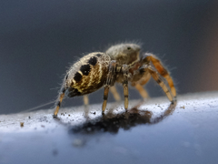 Metaphidippus manni