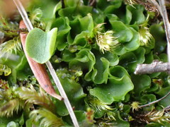 Pellia neesiana