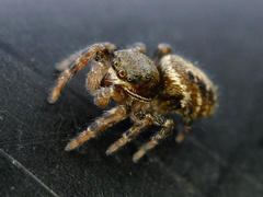 Metaphidippus manni