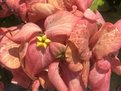 Mussaenda philippica