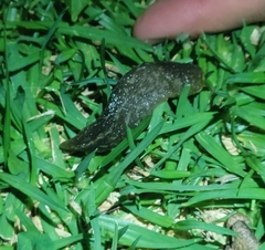 Limacus