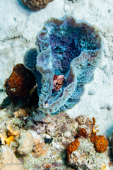 Callyspongia plicifera