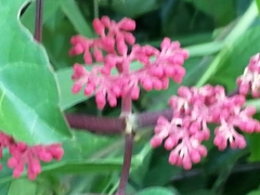 Cissus biformifolia