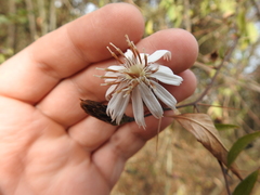 Barnadesia odorata