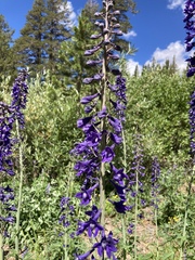 Delphinium glaucum