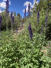 Delphinium glaucum