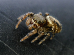 Metaphidippus manni