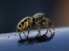 Metaphidippus manni