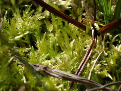 Straminergon