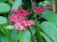 Cissus biformifolia