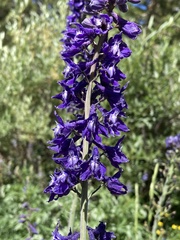 Delphinium glaucum