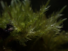Straminergon
