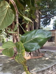 Ficus benghalensis
