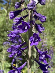 Delphinium glaucum