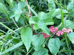 Cissus biformifolia