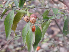 Solanum pseudocapsicum