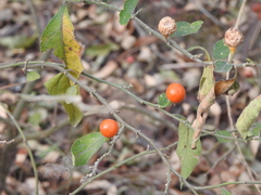 Solanum pseudocapsicum