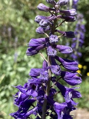 Delphinium glaucum