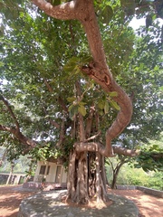 Ficus benghalensis
