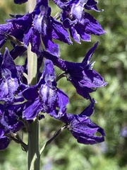 Delphinium glaucum