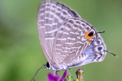 Jamides alecto dromicus