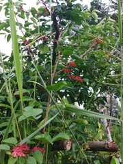 Cissus biformifolia
