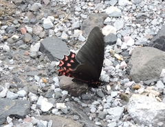 Mimoides thymbraeus thymbraeus