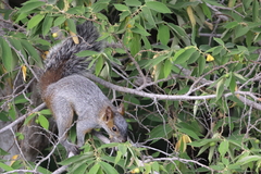 Sciurus aureogaster