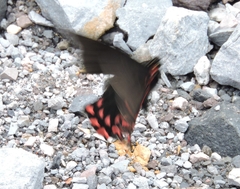 Mimoides thymbraeus thymbraeus