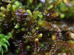 Marsupella emarginata