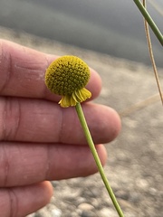 Helenium puberulum