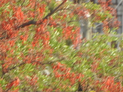Erythrina falcata