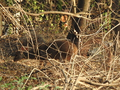 Mazama gouazoubira