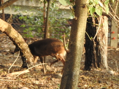 Mazama gouazoubira