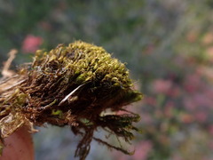 Scorpidium revolvens