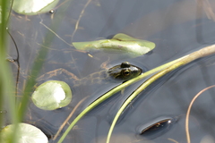 Lithobates septentrionalis