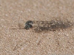 Ablabesmyia cinctipes