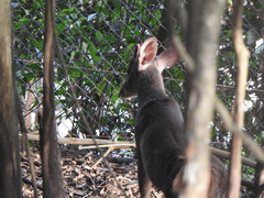 Mazama gouazoubira